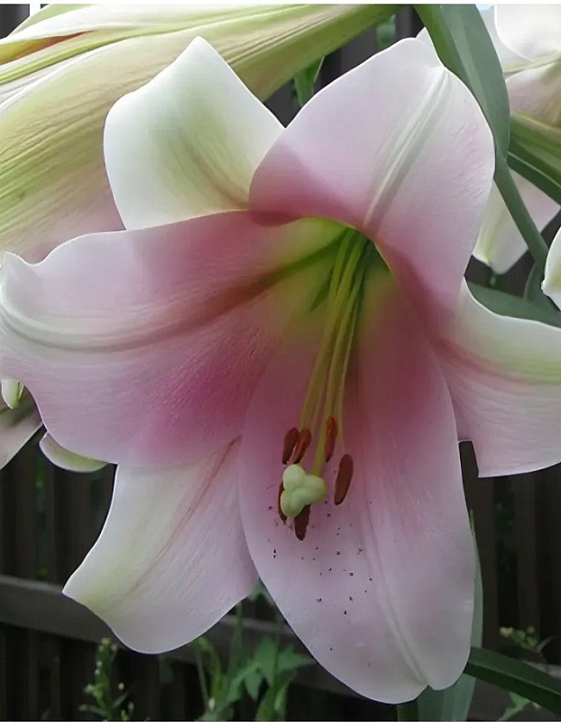 Лилия Элегант Леди 